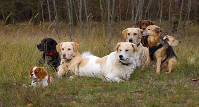 Hundebetreuung Friedrichshain 1